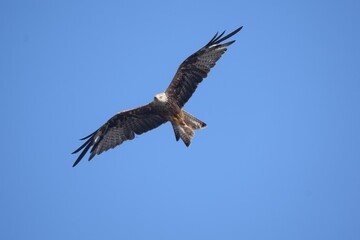 Fototapeta na wymiar kite flying