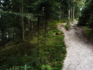 Fototapeta premium Forest