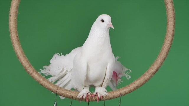 A real dove with beautiful white plumage sits on the ring and looks around. Bird posing in studio on green screen chroma key. Circus bird close up. Slow motion.