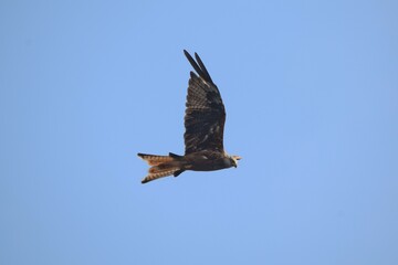 kite in flight