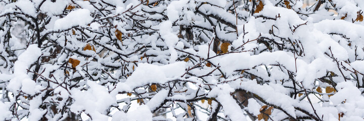 Snow on the branches of trees and bushes after a snowfall. Beautiful winter background with snow-covered trees. Plants in a winter park. Cold snowy weather. Cool texture of fresh snow. Panorama