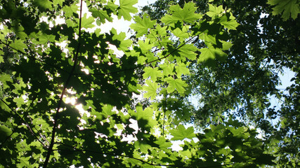 Obraz premium Leaves of maple trees in the forest under sun