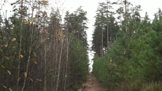 Drone view of the forest and tree tops, road and blue sky, on an autumn day in bad weather