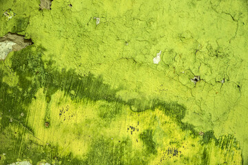 Green cracked stucco texture on an old wall.