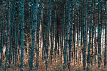 Obraz premium tall thin trees during sunrise in a forest near Kozani, Greece