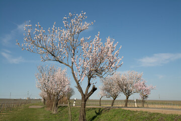Fototapeta na wymiar mandelblüte in rheinhessen