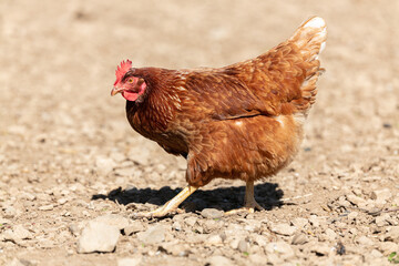 Red-headed laying hen free