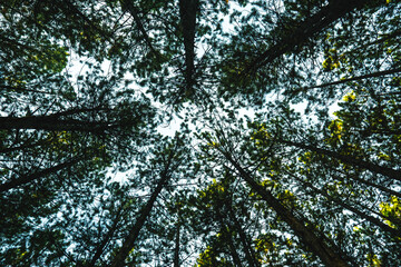 Bottom view of tall trees in a forest near Kozani, Greece