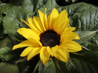 Flores de jardines de Madrid,España