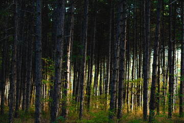 tall thin trees during sunrise in a forest near Kozani, Greece