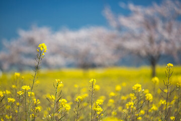 菜の花の背景に桜