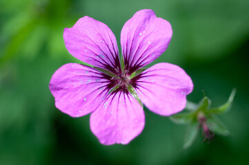 Purple flower