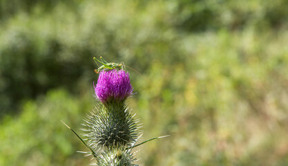 A grasshopper sits on a thistle.