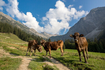 Fototapeta na wymiar wildlife and wild animals, a group of brown cattles grazing on a mountain meadow, Allgaeu; Bavaria, Germany