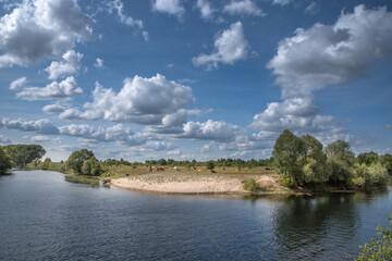 Obraz premium Cows at a watering hole on the sandy beach of the river in the hot summer under a blue cloudy sky.