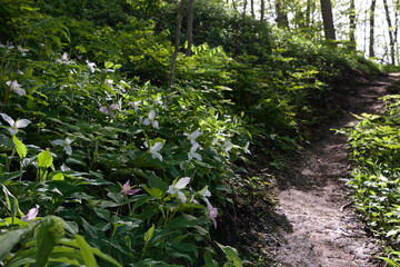 Trillium flowers beside the nature walking trail in springtime