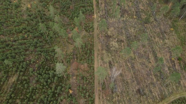 Drone view of the forest and tree tops, road and blue sky, on an autumn day in bad weather