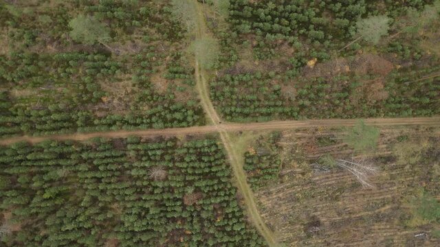 Drone view of the forest and tree tops, road and blue sky, on an autumn day in bad weather