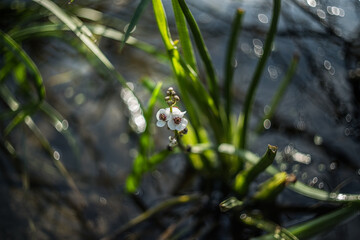 Arrowhead flowers on a blurred background of water. Selective focus. Abstract bokeh.