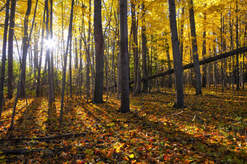 Obraz premium Lens flare in the forest with autumn leaf color