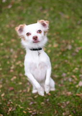 A Chihuahua mixed breed dog standing up on its hind legs and begging