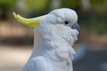 Portrait of a sulphur crested cockatoo 