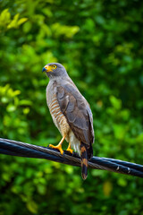 Gavilán Caminero 
Buteo magnirostris