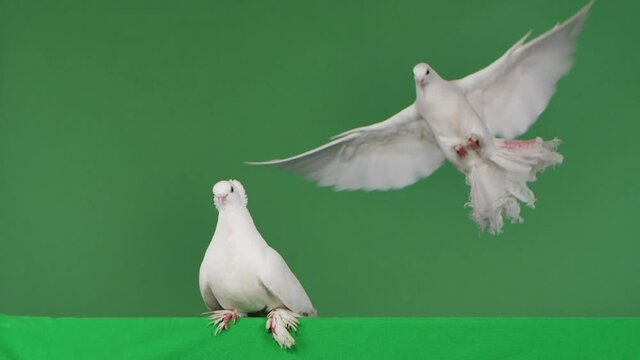 A dove with white plumage looks around, then another dove flies up to it. Birds are posing sitting in the studio with a green screen. Chroma key. Feathered bird close up. Slow motion.