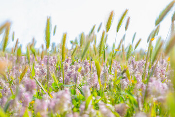 Blurred beautiful summer background fields of herb, pink flowers and spikelets in selective focus. Spring field close up. Spring time