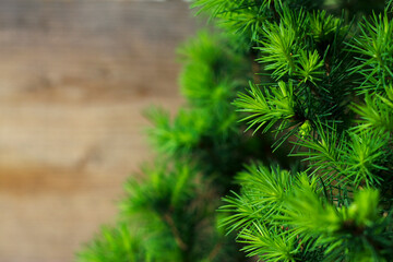 Spring background with young fresh fir branches on the unfocused weathered wooden board. Christmas backdrop with young spruce. Copy space for text and message. Light green sprigs.