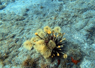 Underwater Plant Life on Sea Bed