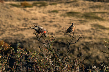 Picture of bright colorful forest and road, sun rays and snowy mountains. Argentine tourist attraction. Autumn landscape.
