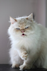 White Persian cats , White Persian cats on the floor