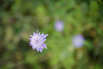 Tiny violet flowers over a green field background