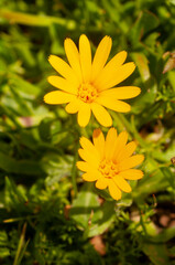 Calendula. Marigold flower with leaves isolated on a white background