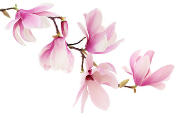 Pink spring magnolia flowers branch - obrazy, fototapety, plakaty