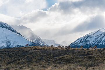 Bright and colorful autumn natural scenery, strange vegetation pictures, located in Torres del...
