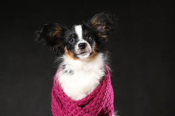 Portrait of cute puppy of papillon dog wrapped in scarf against black background