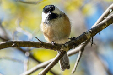 Cute chickadee perched on a bare branch in autumn in Canada with a colorful blurred background