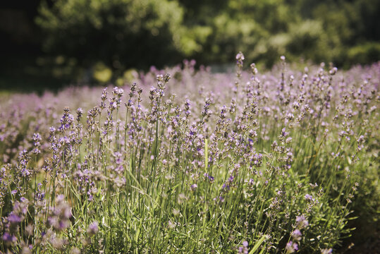 Lavender begins to bloom . Lavender field that begins to bloom. Lavender field in Ukraine.