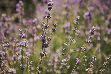 Selective focus on lavender flower in flower garden. Beautiful detail of a lavender.