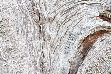 detail of an olive tree trunk