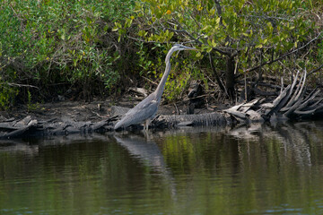 herons enjoying shade in florida wildlife refuge