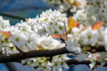 田園地域春の風景