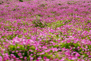 田園地域春の風景