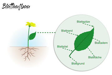 Pflanzen - Blattaufbau