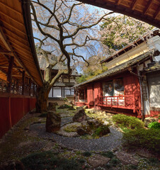 十輪寺の三方普感の庭のなりひら桜