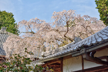 屋根の上のなりひら桜