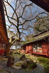 十輪寺の三方普感の庭のなりひら桜