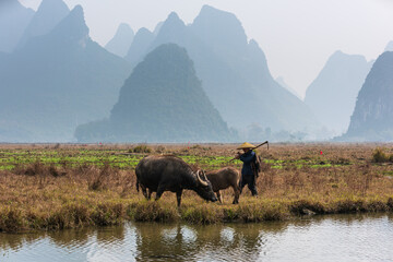 Chinese traditional living habits, traveling in Guilin, China, a farmer is plowing the land.